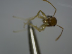 Formicidae