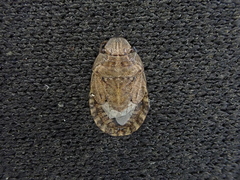 Sciocoris microphthalmus