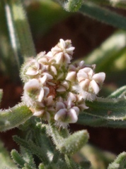 Daucus sahariensis