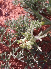 Daucus sahariensis