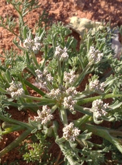 Daucus sahariensis