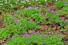 Corydalis solida