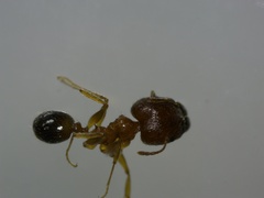 Pheidole