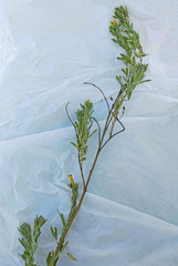 Chamaecytisus borysthenicus