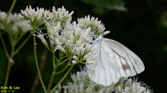 Pieris melete