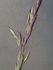 Calamagrostis varia