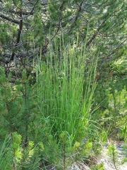 Calamagrostis varia