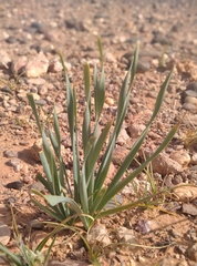 Pancratium trianthum