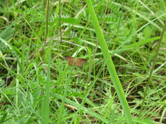 Idaea serpentata