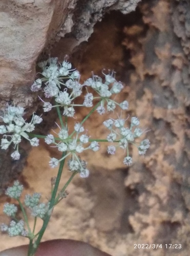 Deverra scoparia
