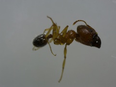 Pheidole
