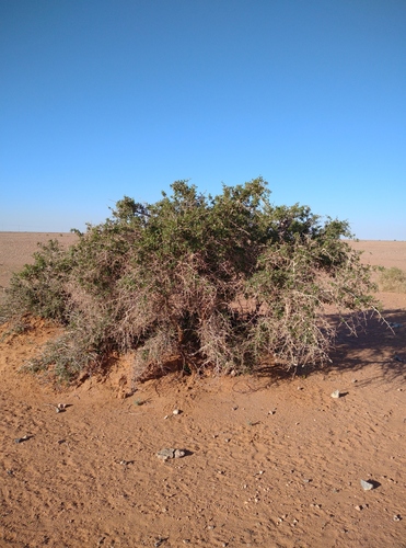 Searsia tripartita