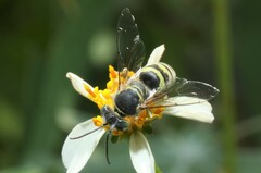Bembix formosana
