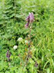 Aconitum septentrionale