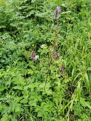 Aconitum septentrionale