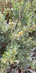 Atriplex vesicaria