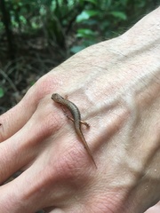 Desmognathus wrighti