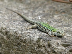 Podarcis siculus