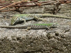 Podarcis siculus
