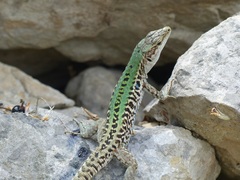 Podarcis siculus