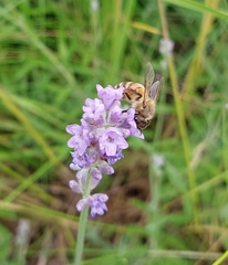 Apis mellifera
