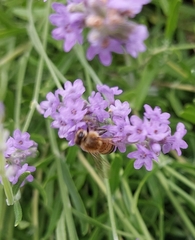 Apis mellifera