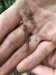 Desmognathus wrighti