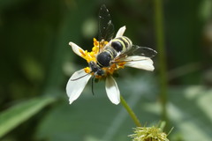 Bembix formosana