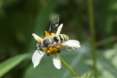 Bembix formosana