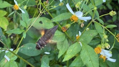 Macroglossum divergens