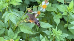 Macroglossum divergens