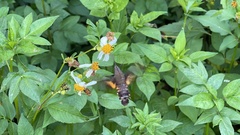 Macroglossum divergens
