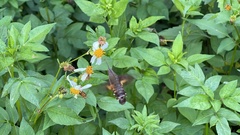 Macroglossum divergens