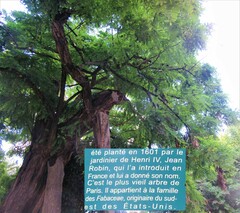 Robinia pseudoacacia