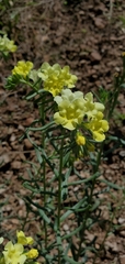 Lithospermum cobrense