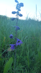 Delphinium crassifolium