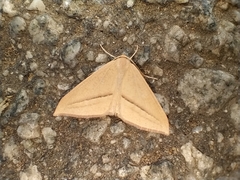 Chlorerythra rubriplaga