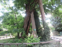 Robinia pseudoacacia