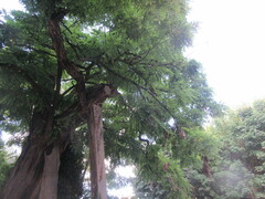 Robinia pseudoacacia