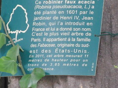 Robinia pseudoacacia