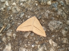 Chlorerythra rubriplaga