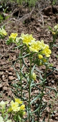 Lithospermum cobrense