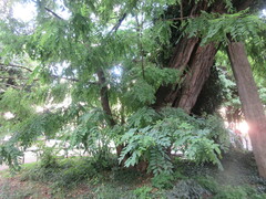 Robinia pseudoacacia