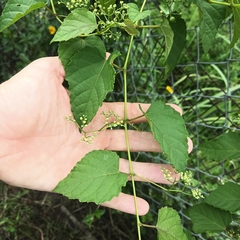 Ampelopsis glandulosa heterophylla