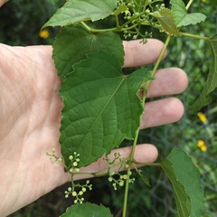Ampelopsis glandulosa heterophylla