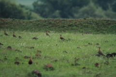 Cursorius coromandelicus