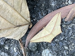 Timandra convectaria