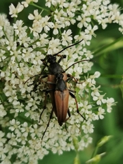 Pedostrangalia pubescens