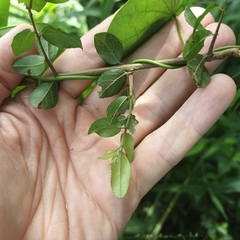 Sageretia thea