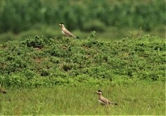 Vanellus malabaricus